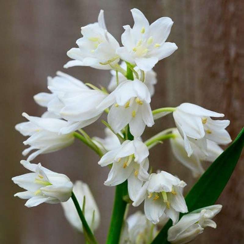 Spansk Scilla 'Alba Maxima'